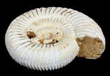 Inch Perisphinctes Ammonite - Jurassic #3597-1